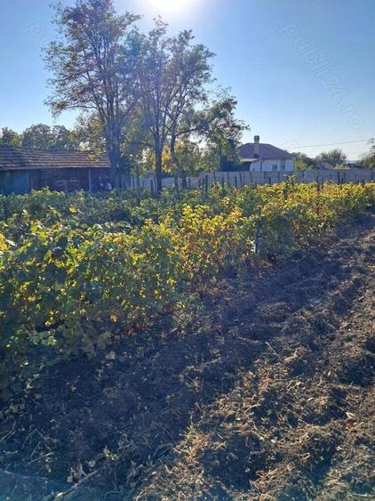 Vand casa de caramida 3 camere+sala+beci 1238mp teren, Segarcea, Dolj - 4