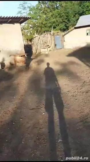 Casa batraneasca si teren de vanzare in Puricani - 1