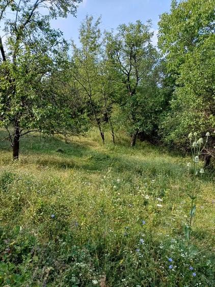 Teren intravilan de vanzare - 4
