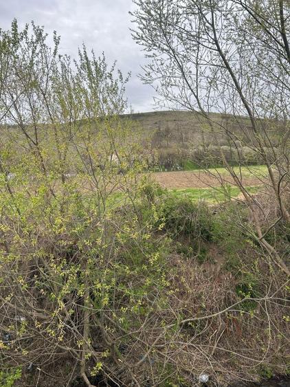 Vand teren extravilan in Pestisu mare - 2