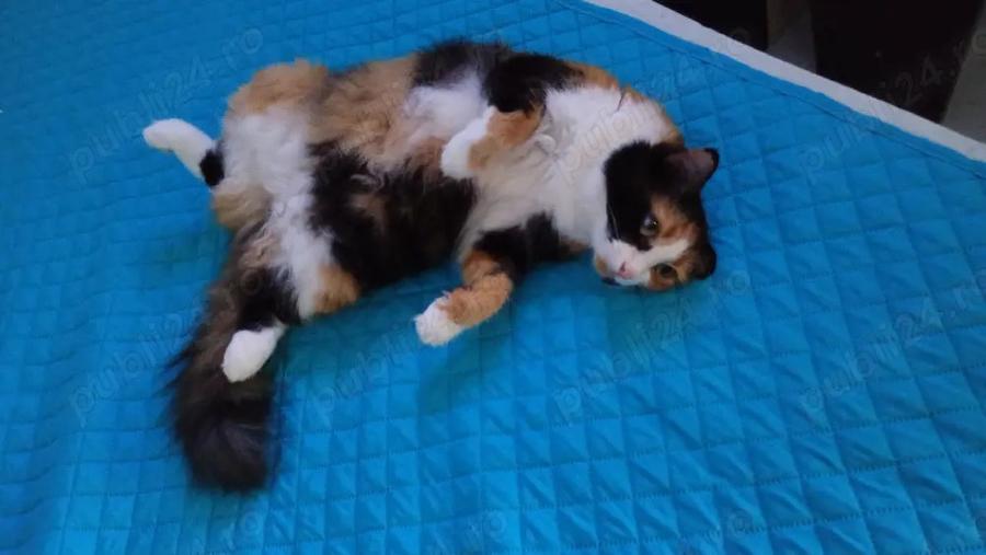 Garsoniera vanzare - 1