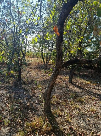 Casă de vânzare în Bilciurești, teren 1171mp, zonă liniștită, ideală pentru fami - 10