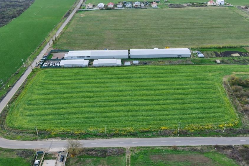 Teren intravilan 7.811 mp | Ciolpani, Ilfov | Acces drum public - 3