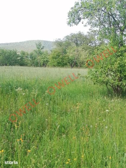 Teren de 8079 mp, în Estelnic
