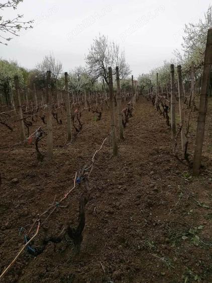 Vand teren intravilan , cultura de vie si casa batraneasca - 4