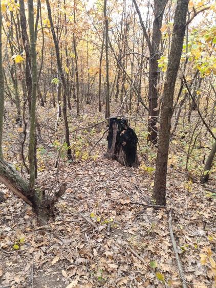 Teren forestier fag stejar veche de 150 ani - 1