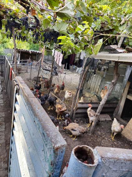 Casa de vanzare in Chilia Veche, Tulcea - 3