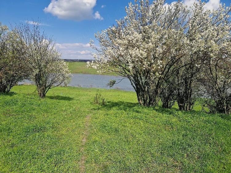 Teren de 3800 mp, în Moșteni