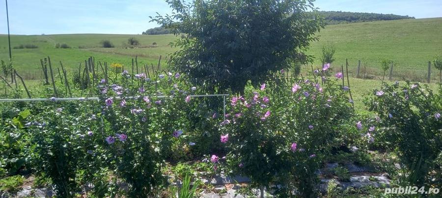Vand casa de locuit, toate utilita?ile, lac de pescuit, gradina - 1