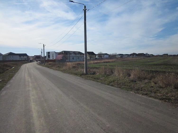 Domnesti-Crengutei-Narciselor - 6