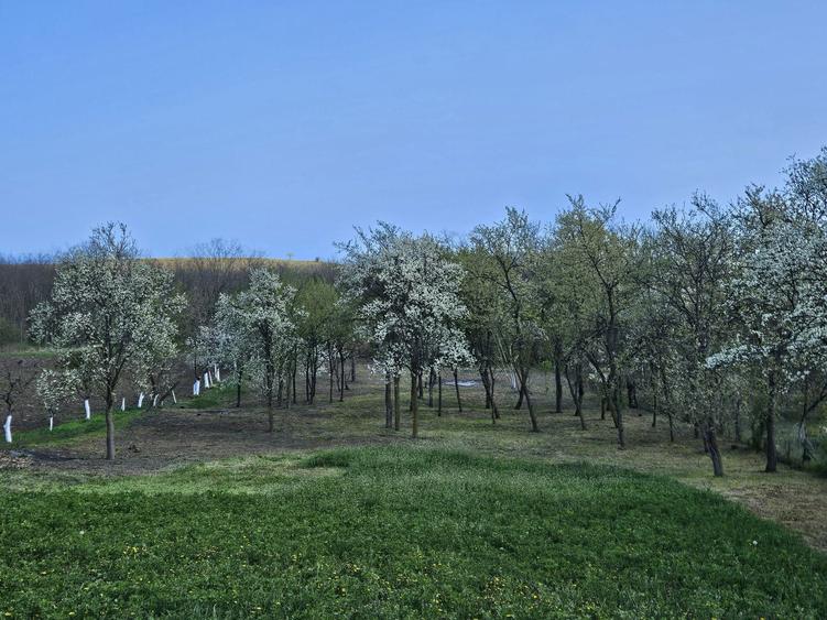 Casa cu teren de vanzare - 6