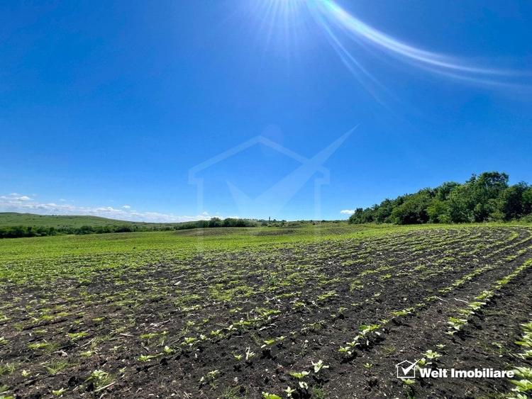 Oportunitate investitie, Chinteni, zona Macicas 31.600 MP - 5