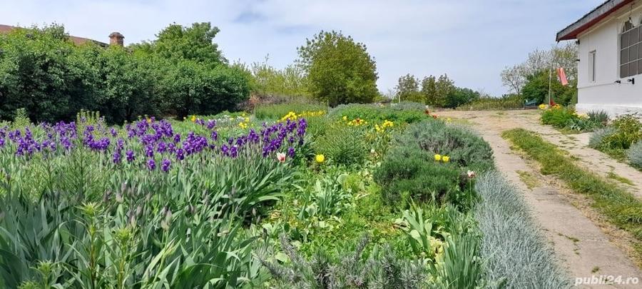 Casa 3 camere - Zorile Comuna Gradinari - 2