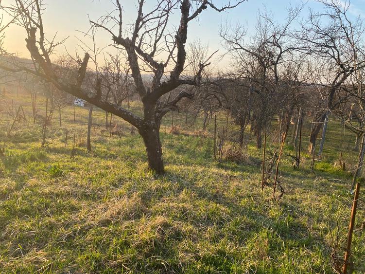 Casa cu teren de vanzare - 5