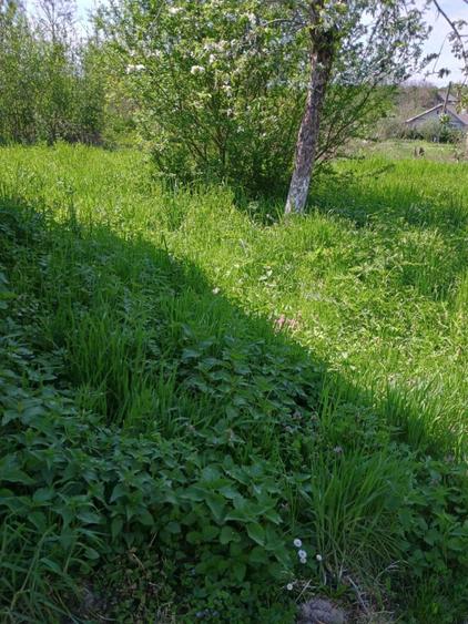 Viile Satu Mare teren inravilan de vanzare / Szatmarhegy, elado telek - 1