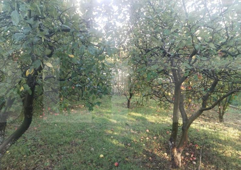 Casa tradi?ionala cu teren generos Brae?ti, Boto?a - 7