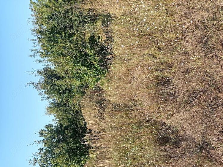 Teren de 4000 mp, în Ciolpani