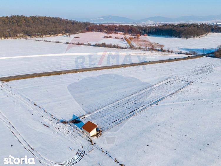 PLANTATIE ARONIA- TEREN AGRICOL - 9