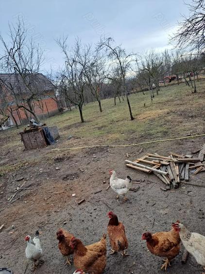 Vand casa mica cu teren mare - 1