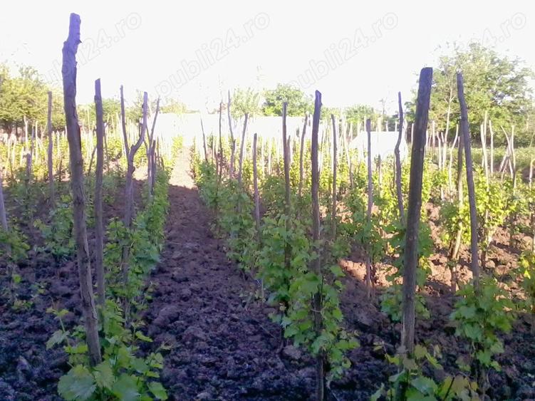 Casa P+m + teren de vanzare Izvoarele,Chiriacu, Giurgiu - 1