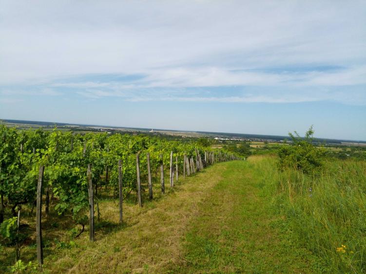 Teren cu vita de vie, Ardud Vii - 4