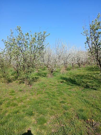 Vand 3 locuri de casa de 1500 m patrati fiecare, intravilan - 6