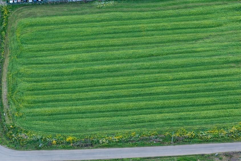 Teren intravilan 7.811 mp | Ciolpani, Ilfov | Acces drum public - 5