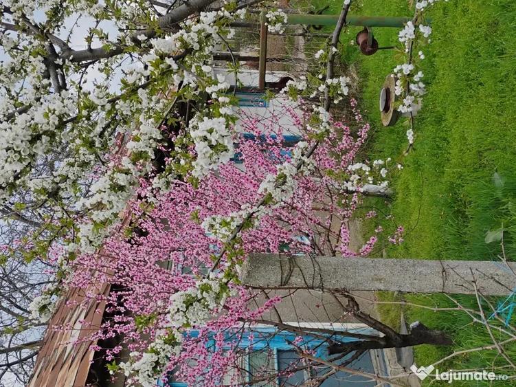 Somova-casa batraneasca - 2