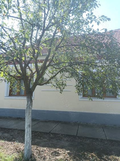 Casa de vanzare in Alio? jude?ul Timi? - 5