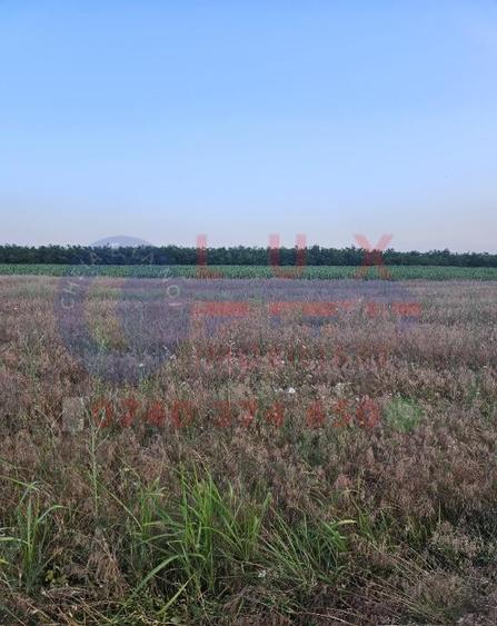 ID 7847 Teren INTRAVILAN pentru casa in Sat MINERI - 1