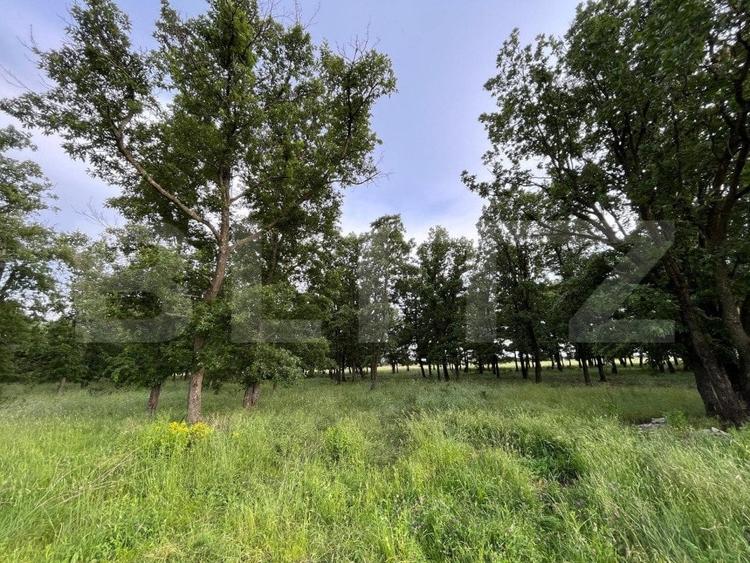 Teren partial intravilan 23.500 mp, apa, curent si supraveghere video, Bucovat - 4