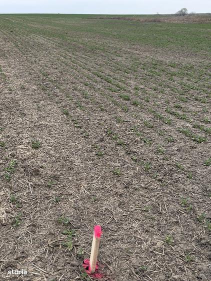 Teren arabil Vasilati - 4