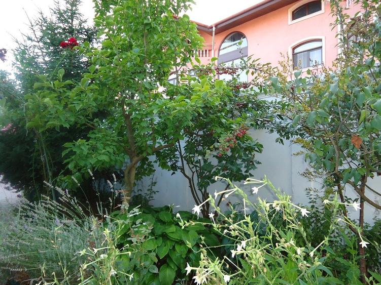 Vila piscina superba gradina matura cu iesire directa la padure - 24