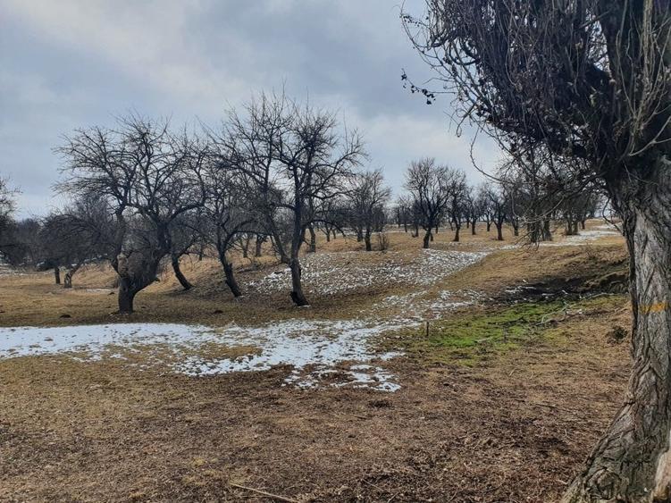 Teren Construcții extravilan de 10000 mp, în Bod - 10