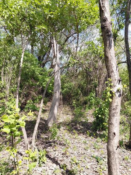 Teren intravilan 3.250 mp in File?ti Ideal pentru casa sau investi?ie! - 11