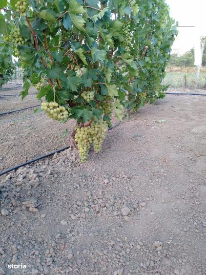 Casa bifamiliala (2 intrari individuale) 258mp la 3 minute de Focsani. - 7