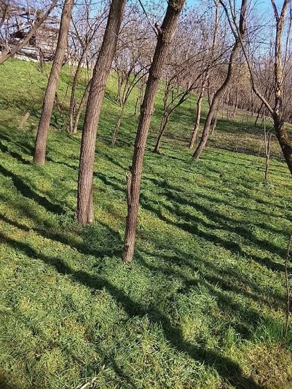 Teren de 1745 mp, în Voivodeni