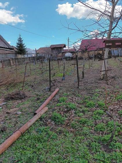 Vand teren de casa in TG Ocna - 1