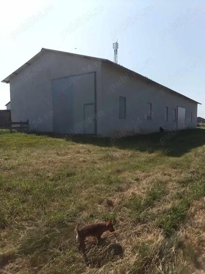 Vand hala industriala - 1