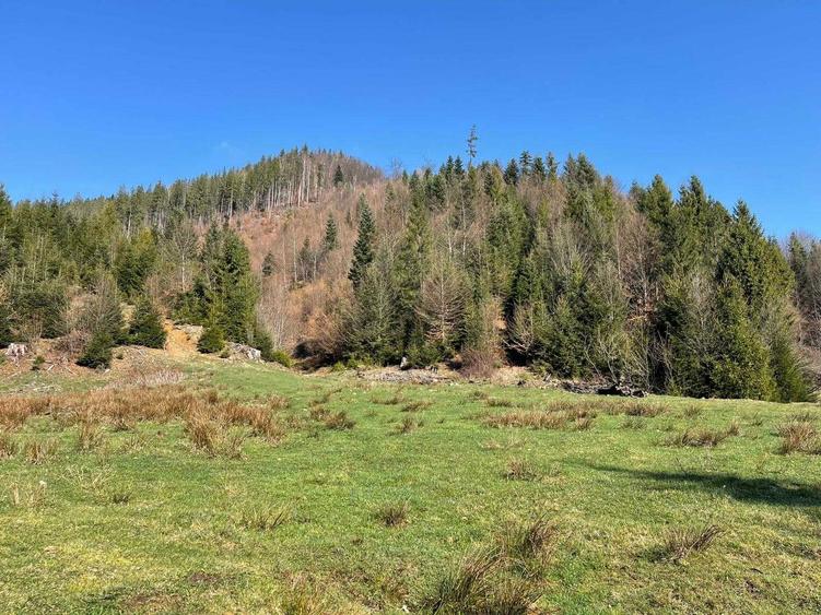 Teren cu vegetatie forestiera ( padure ) - 4