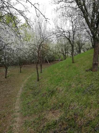 Vand teren intravilan , cultura de vie si casa batraneasca - 2
