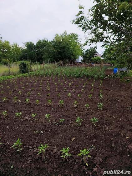 Doua imobile + teren negociabil - 7