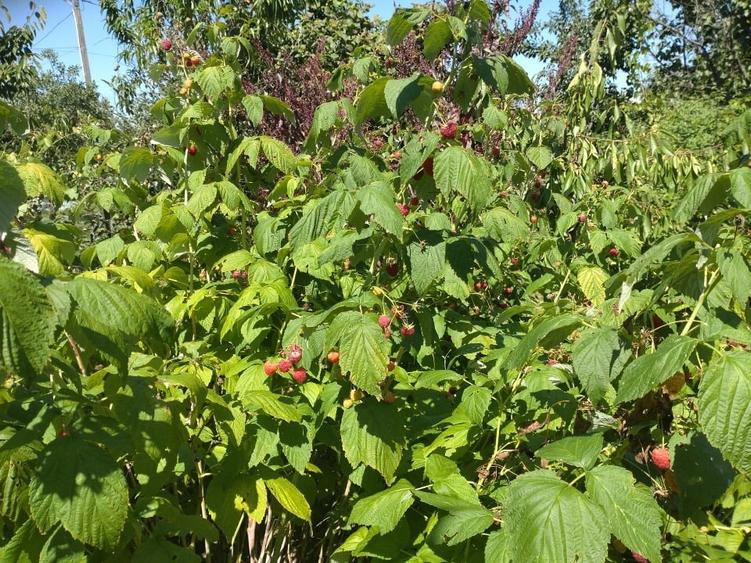 Casă individuală cu 2 camere cu Canalizare în Corbii Mari