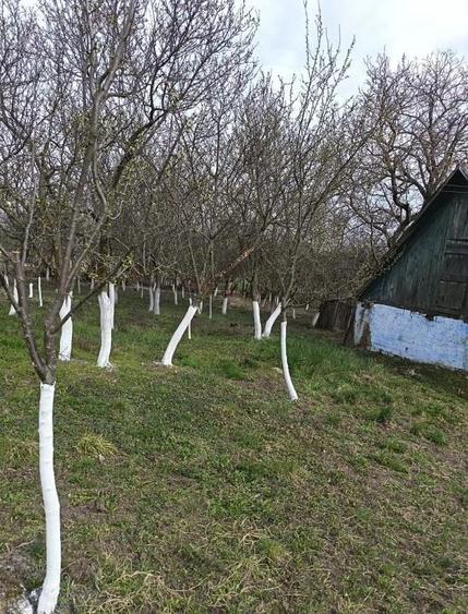 Casă cu Teren 2100 Mp în Orbău