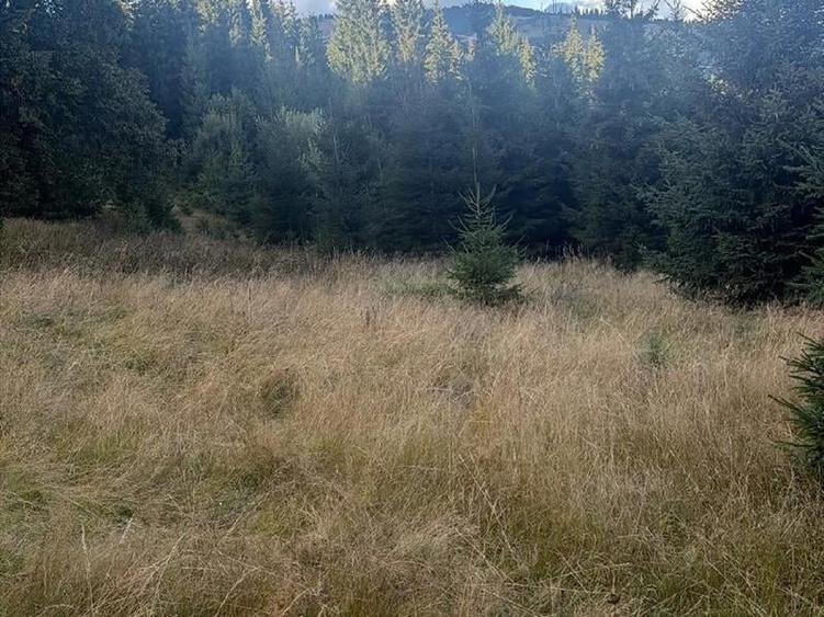 Teren Construcții extravilan de 5400 mp, în Sud