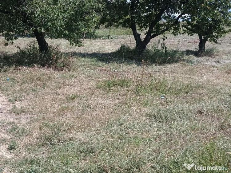 Teren de 1420 mp, în Chicerea