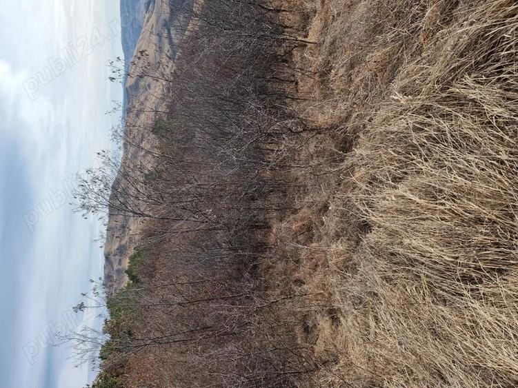 Teren de 25000 mp, în Vintilă Vodă