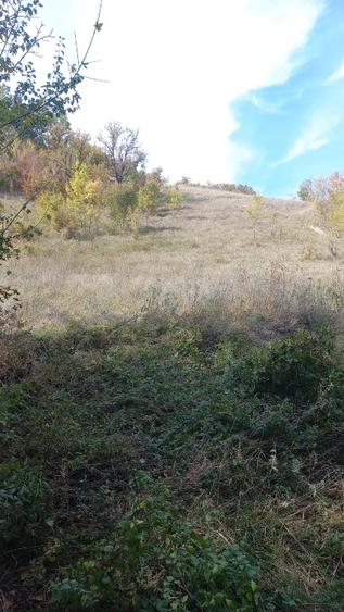 Teren agricol extravilan de 7550 mp, în Mehadia