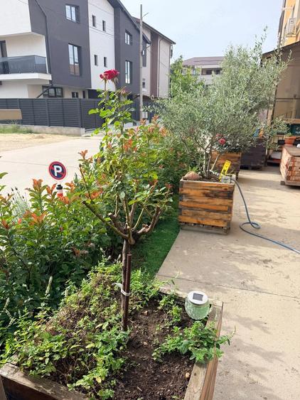 Apartament cu 3 camere decomandat în Dobroești