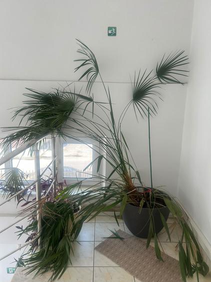 Casă individuală cu 8 camere cu Canalizare în Florilor